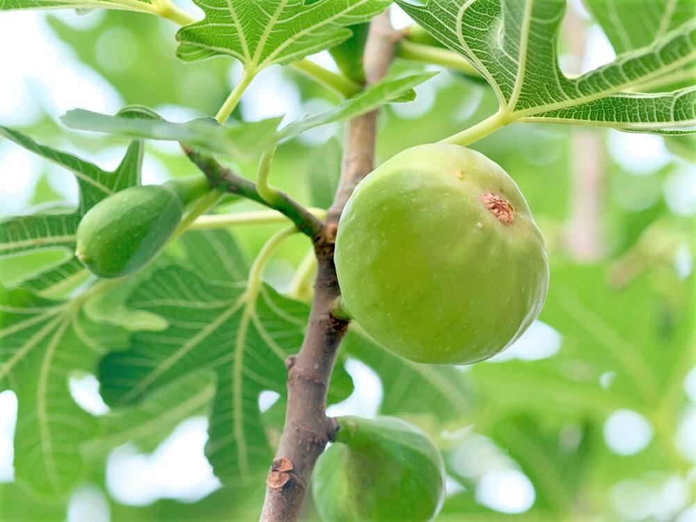 ロングドゥート無花果 苗木 - 野菜