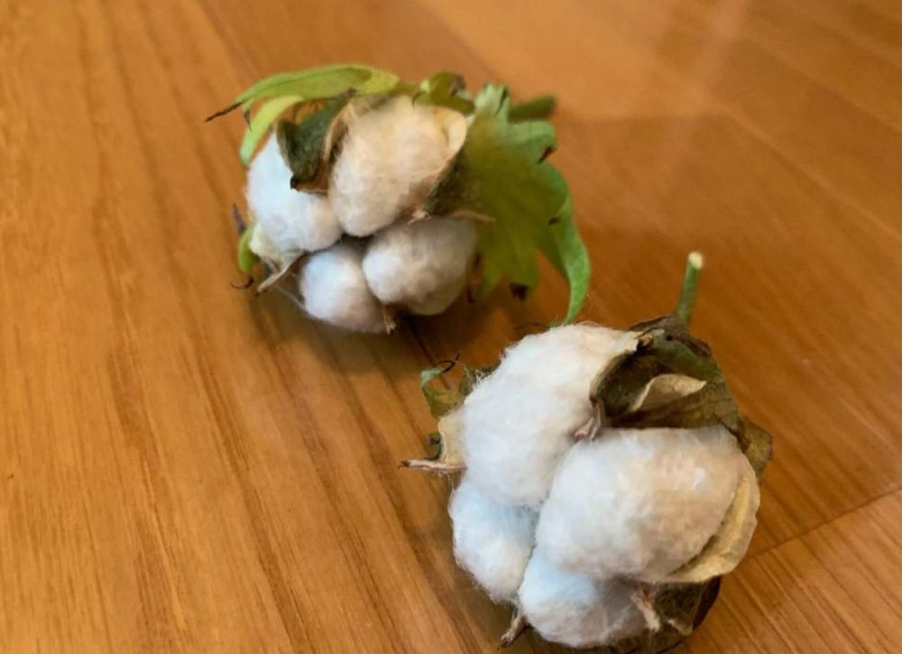 コットンフラワー