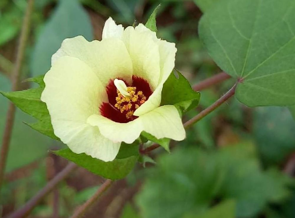 コットンフラワー