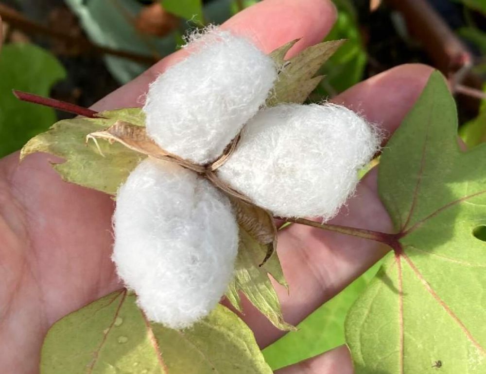 コットンフラワー