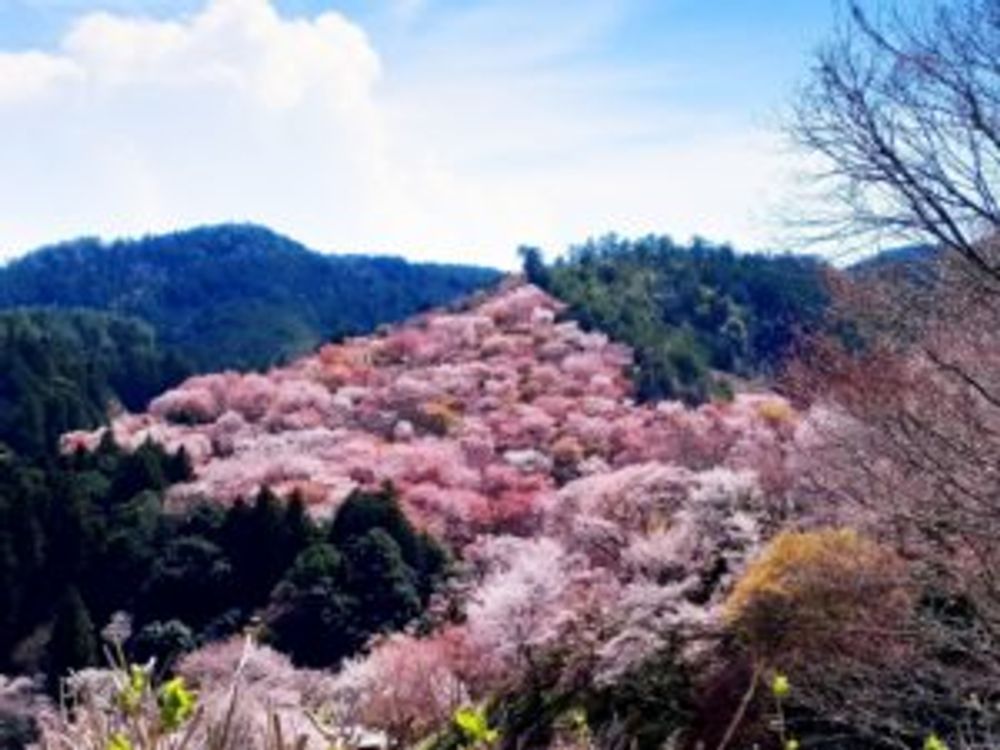 桜　吉野山