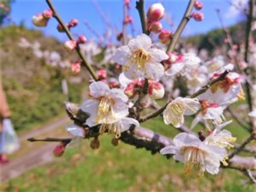 桜と梅の違いは 花の形や咲く時期などの見分け方 名所は Greensnap グリーンスナップ