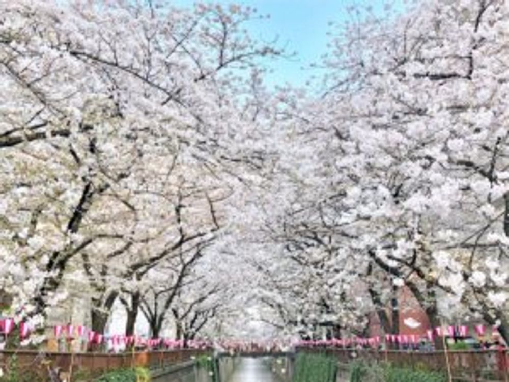 桜　目黒川