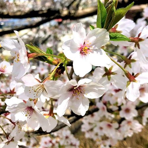 桜と梅の違いは 花の形や咲く時期などの見分け方 名所は Greensnap グリーンスナップ