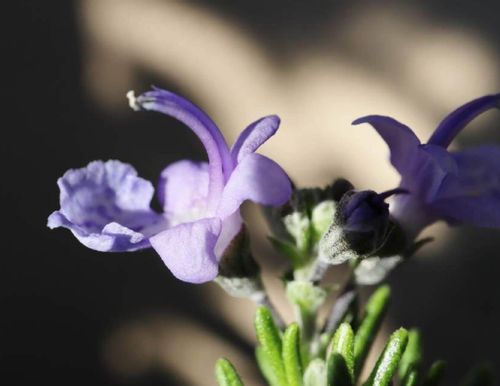 ローズマリーの花が咲かない原因は 開花させるためのポイントは Greensnap グリーンスナップ ローズマリーの花が咲かない原因は 開花させるためのポイントは Greensnap グリーンスナップ