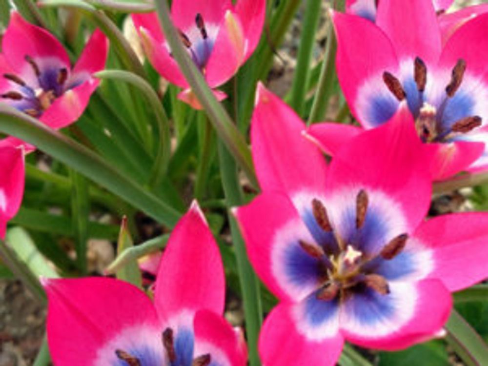 原種チューリップ　リトルビューティー