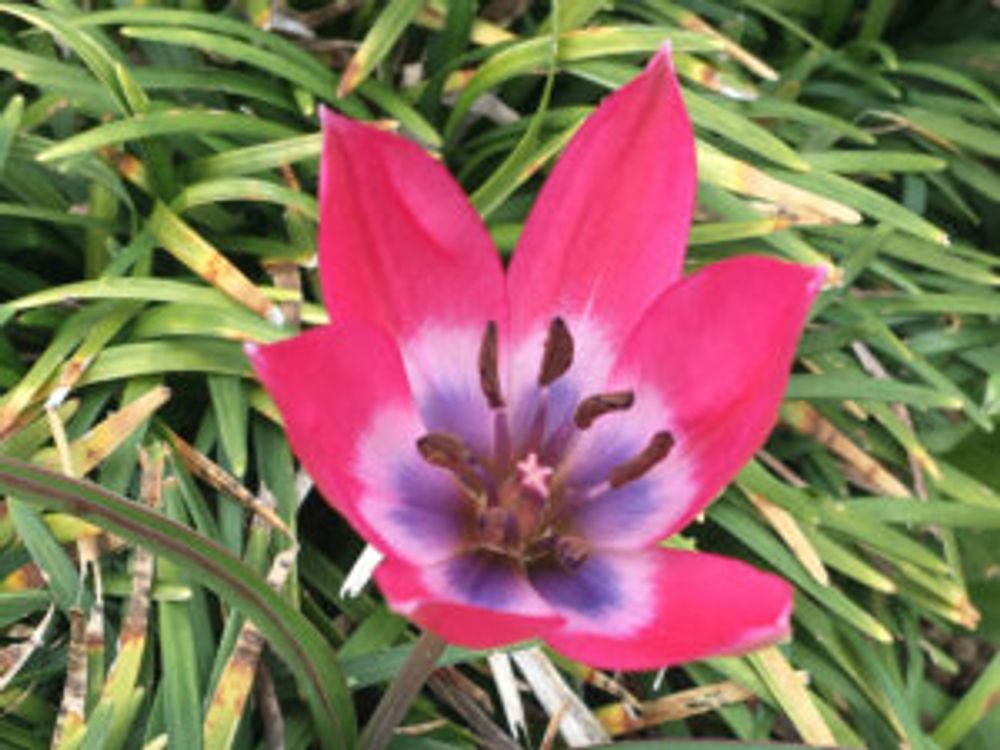 赤い原種チューリップ　