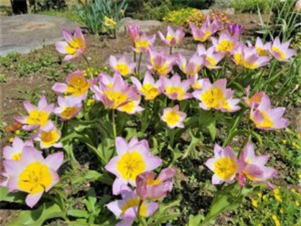 原種チューリップ　プルケラヒュミリス