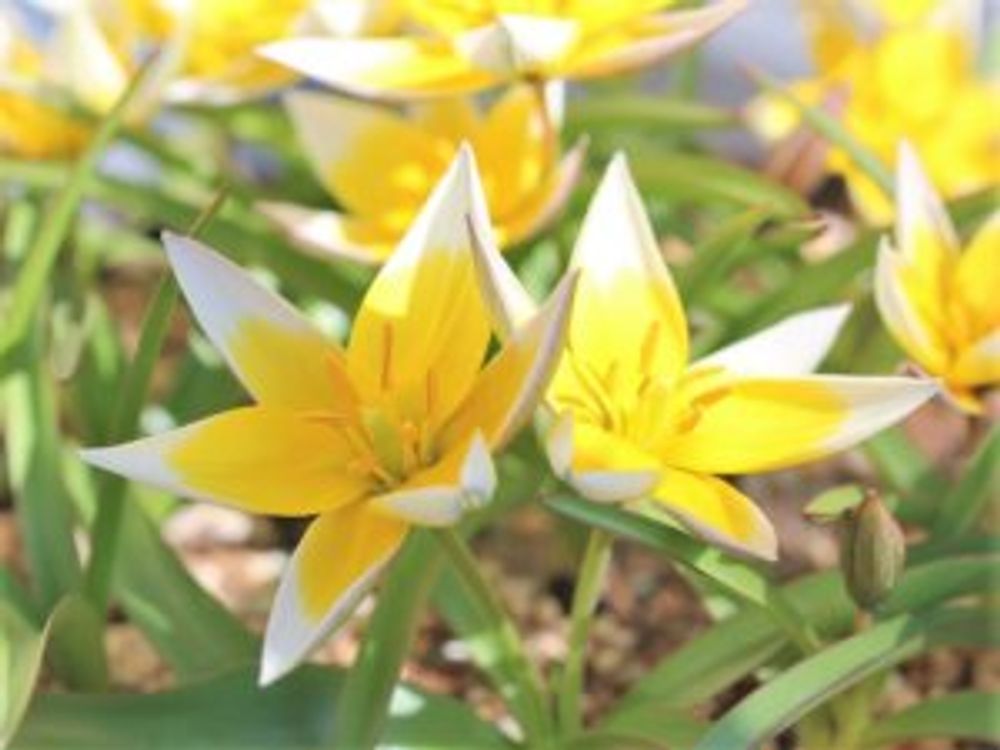 原種チューリップ　タルダ