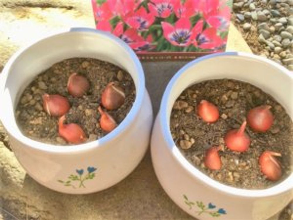 原種チューリップ　球根