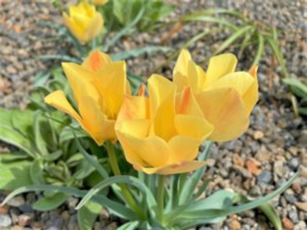 原種チューリップ　ミニチューリップ