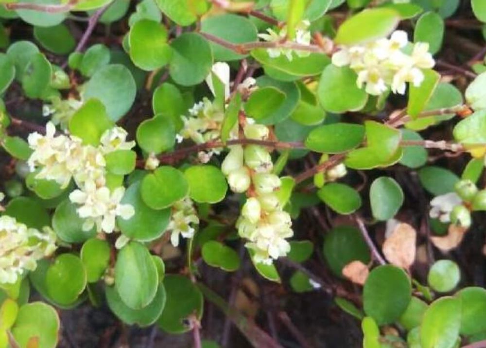 ワイヤープランツ　花