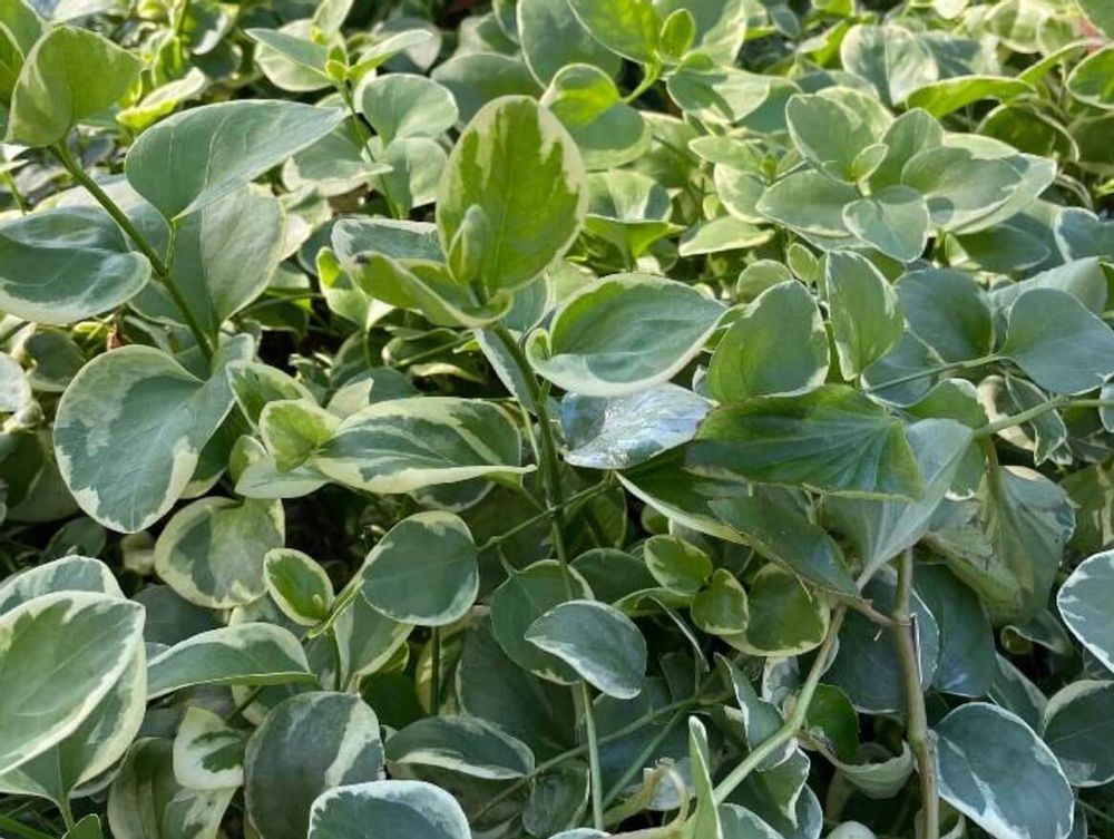 ツルニチニチソウ