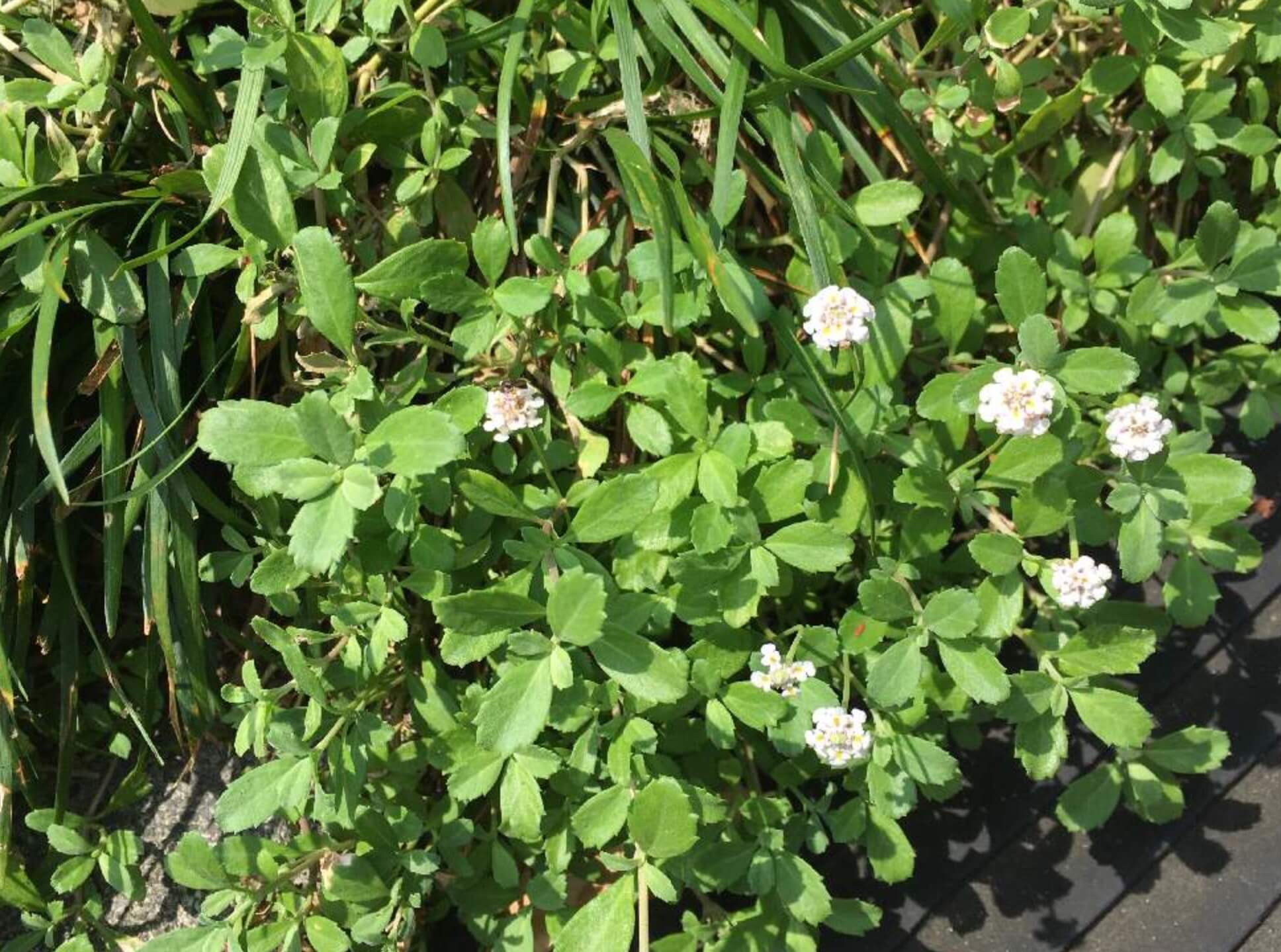 ワイヤープランツ苗 抜き苗 根付苗 グランドカバー 下草 グランド