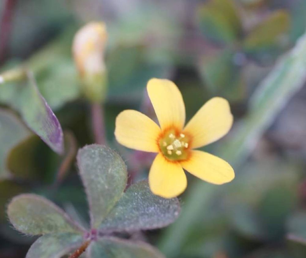 カタバミ　花　黄色