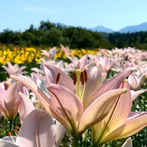 ユリ 百合 の花言葉 色別で怖い意味があるの 花の特徴は Greensnap グリーンスナップ