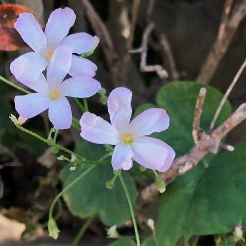 植えてはいけないグランドカバー5選 不向きな理由は Greensnap グリーンスナップ