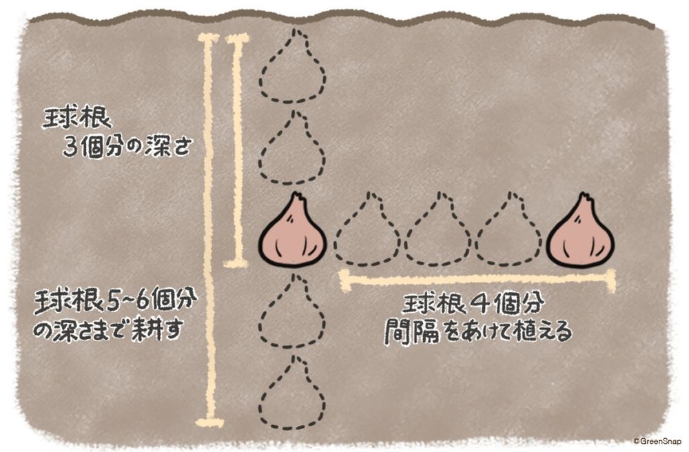 チューリップ 球根 植え方 花壇 地植え イラスト