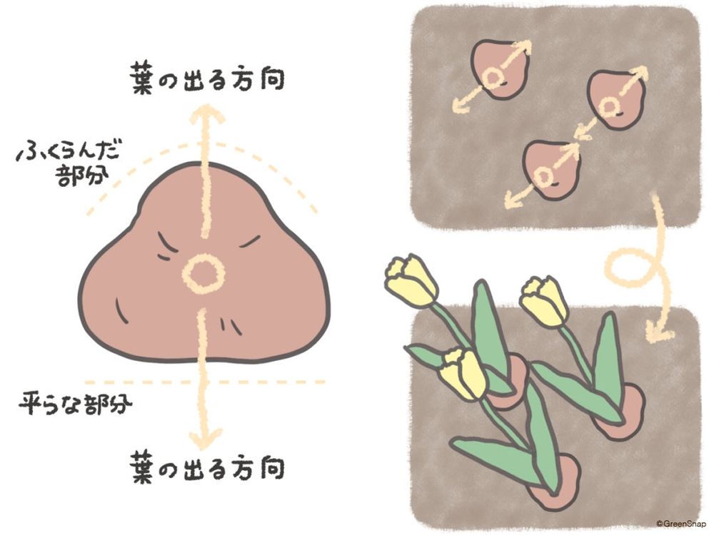 チューリップ 球根 植え方 向き イラスト