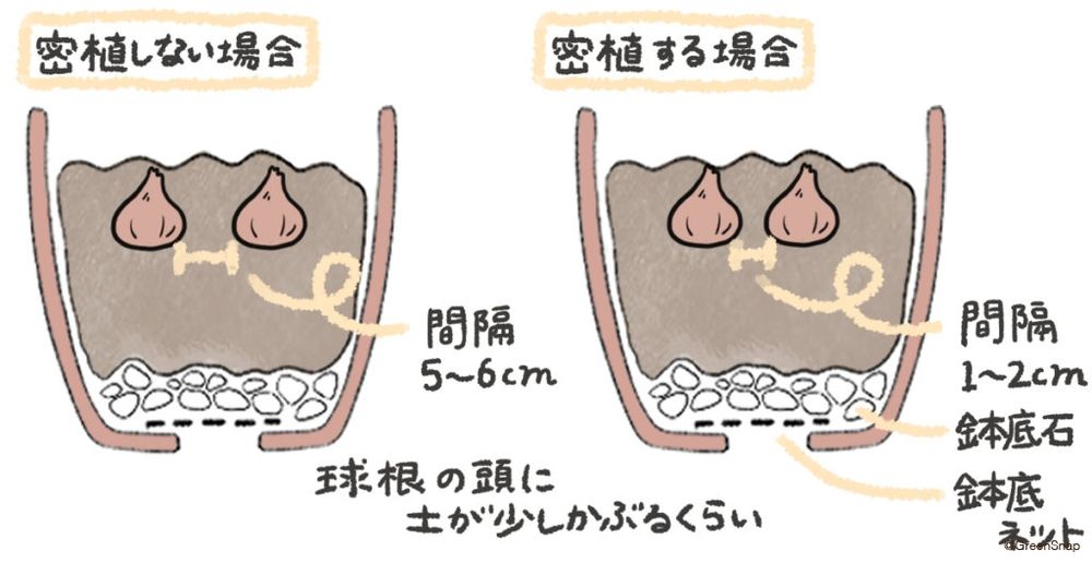 チューリップ 球根 植え方 鉢植え イラスト