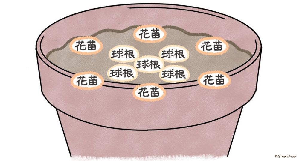 チューリップ 鉢植え 寄せ植え イラスト