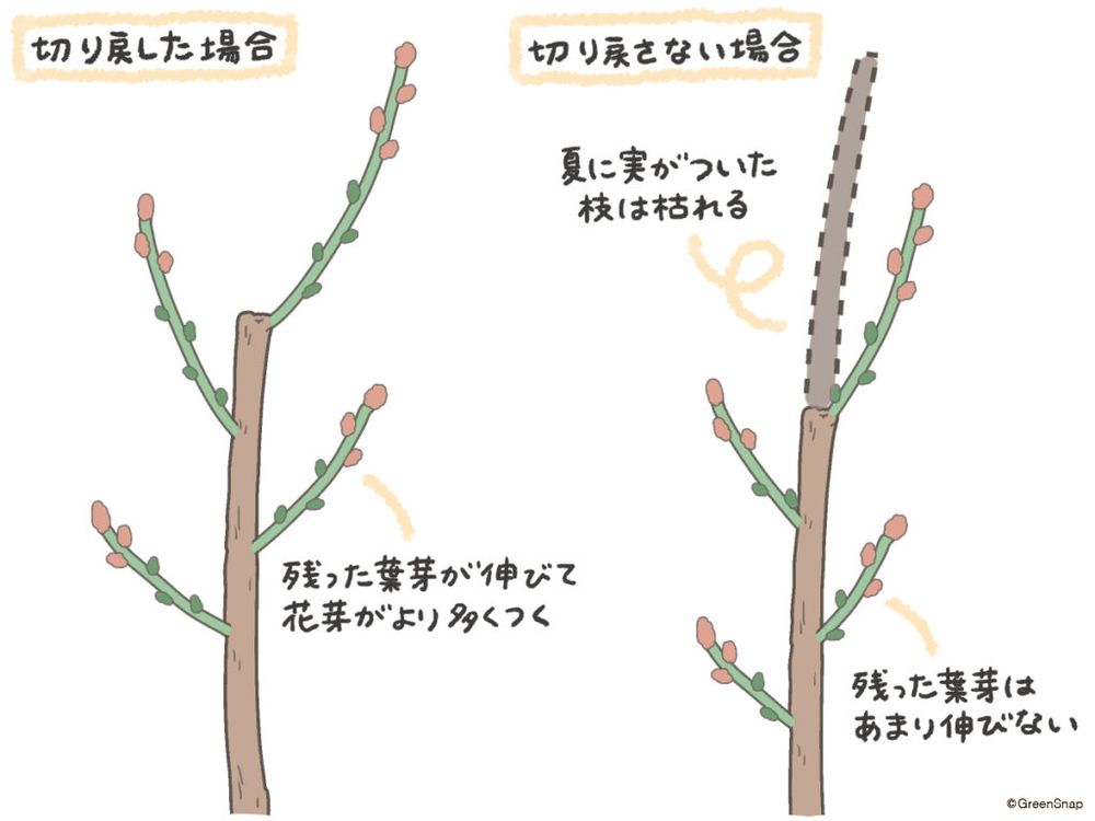 ブルーベリー 地植え 冬剪定 イラスト