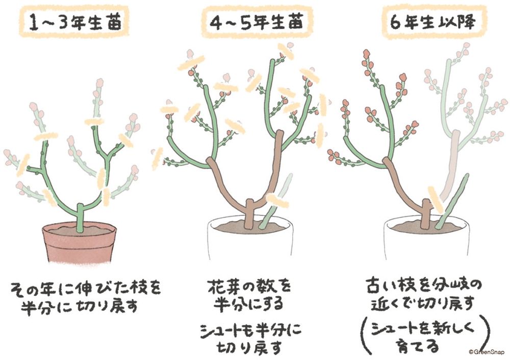 ブルーベリー 冬剪定 苗木 イラスト