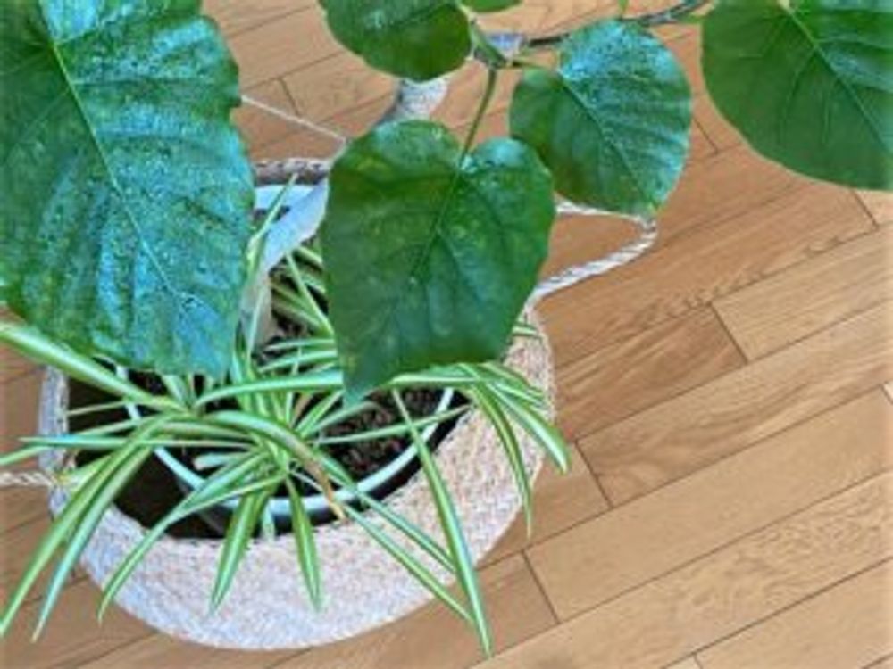 ウンベラータ 上