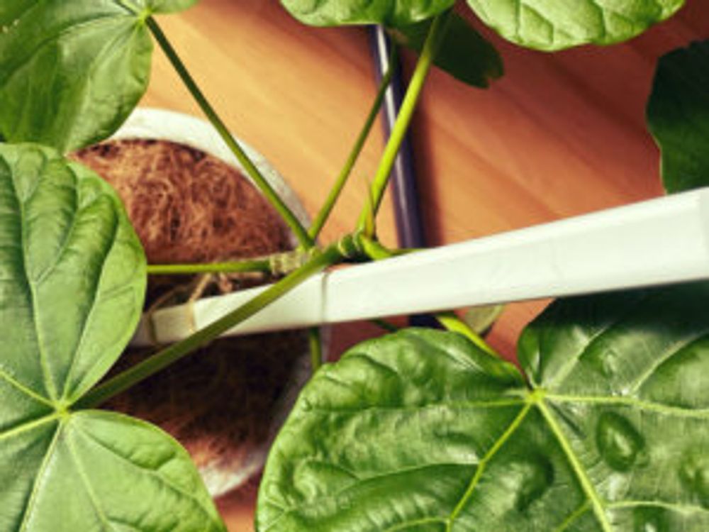 ウンベラータ　曲げ木　上