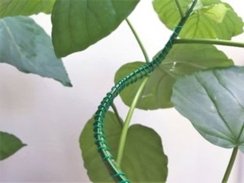 ウンベラータを曲げる目的や曲げ方 準備するものは Greensnap グリーンスナップ