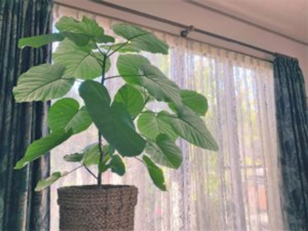 ウンベラータ　室内　窓際