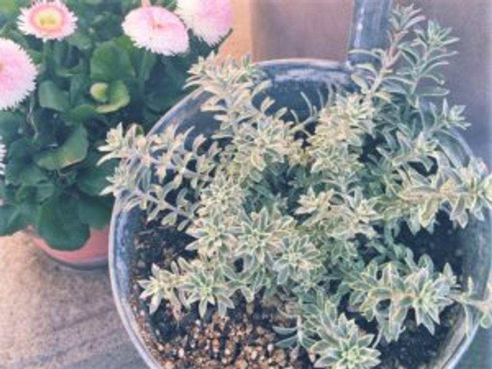 オーストラリアンローズマリー