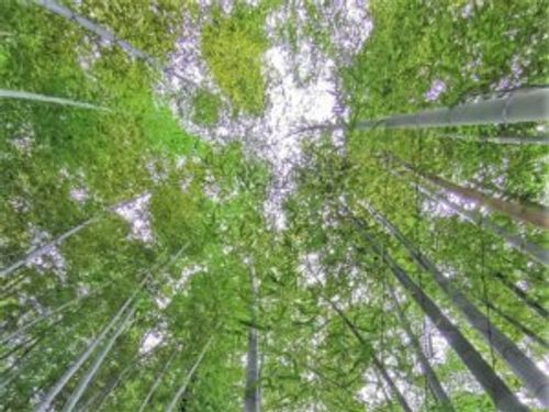 竹と笹の違いや見た目 大きさでの見分け方は Greensnap グリーンスナップ 竹と笹の違いや見た目 大きさでの見分け方は Greensnap グリーンスナップ