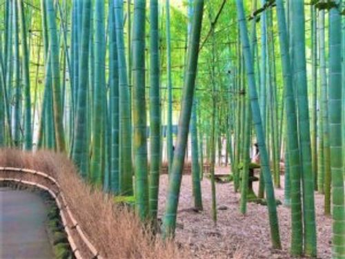 竹と笹の違いや見た目 大きさでの見分け方は Greensnap グリーンスナップ