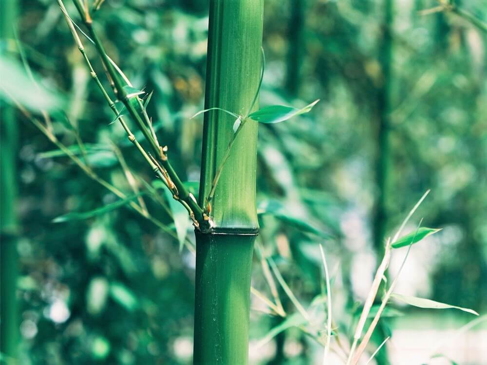 竹の上下の見分け方 – 竹の見分け方種類 – QAYO