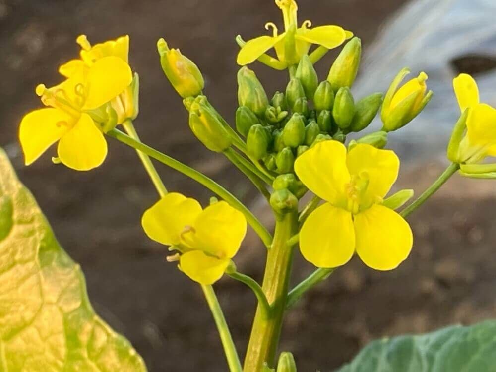 オータムポエム　アスパラ菜