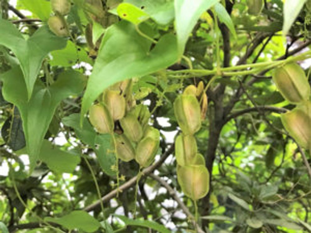 自然薯　むかご