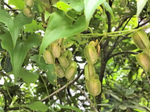 自然薯とは 山芋や長芋の違い 食べ方や栄養 保存方法は Greensnap グリーンスナップ