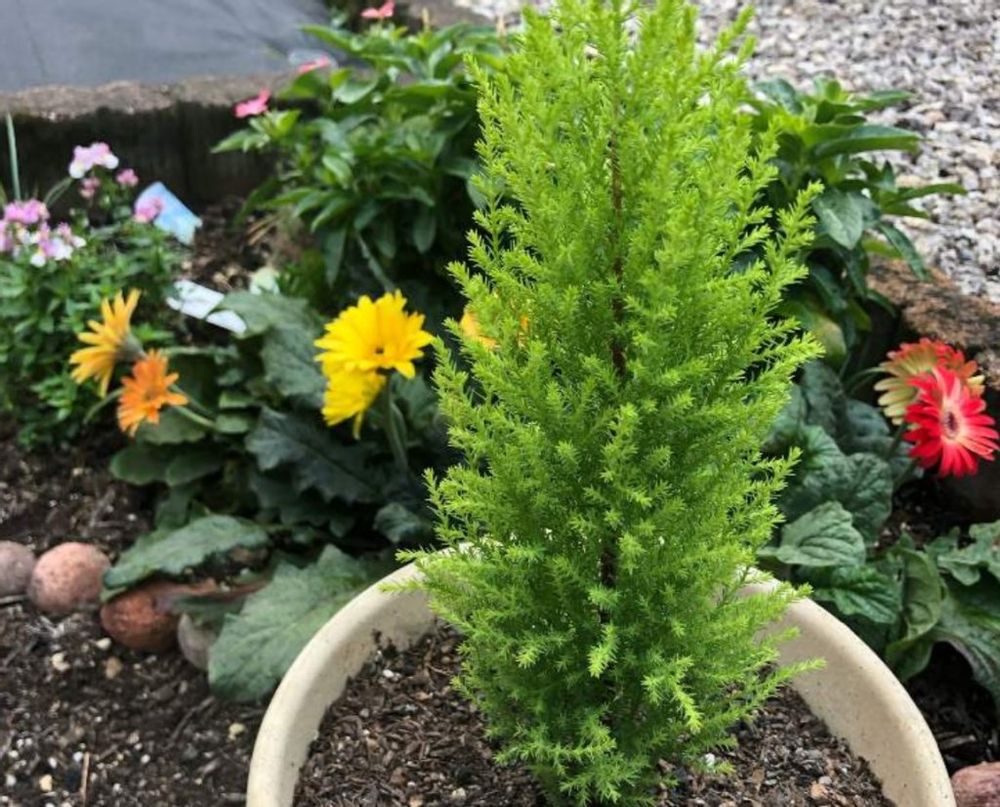 ゴールドクレスト　屋外