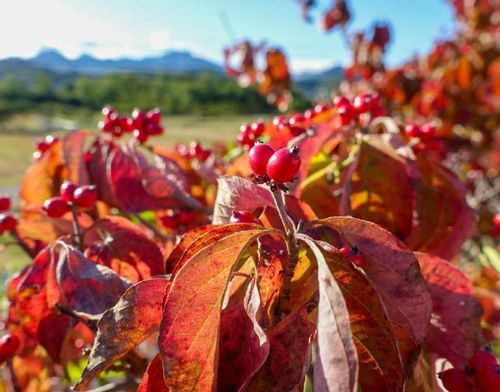 ハナミズキの実がつく時期や特徴 食べることはできる Greensnap グリーンスナップ