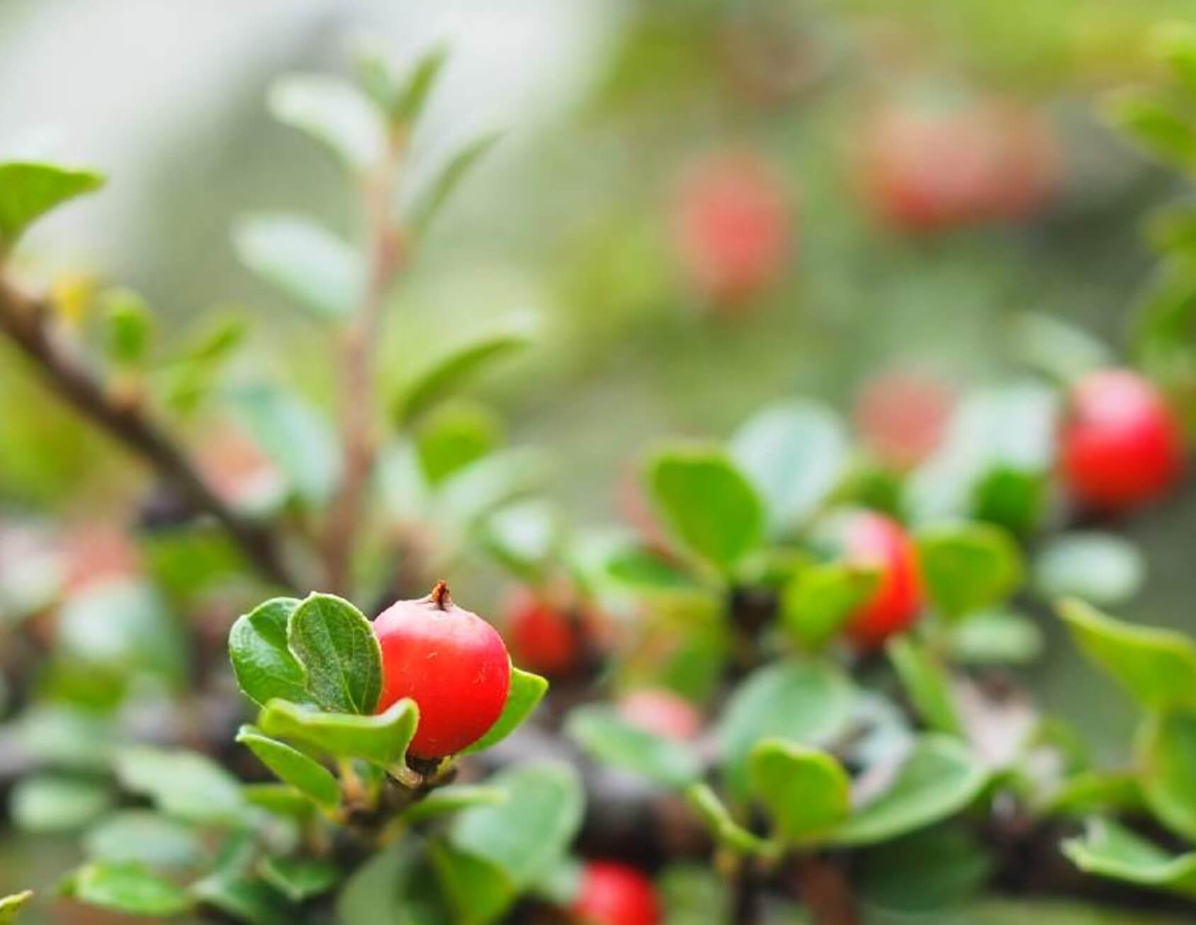 ベニシタン(紅紫檀)とは｜育て方や花言葉、花や果実の見頃はいつから？｜🍀GreenSnap（グリーンスナップ）