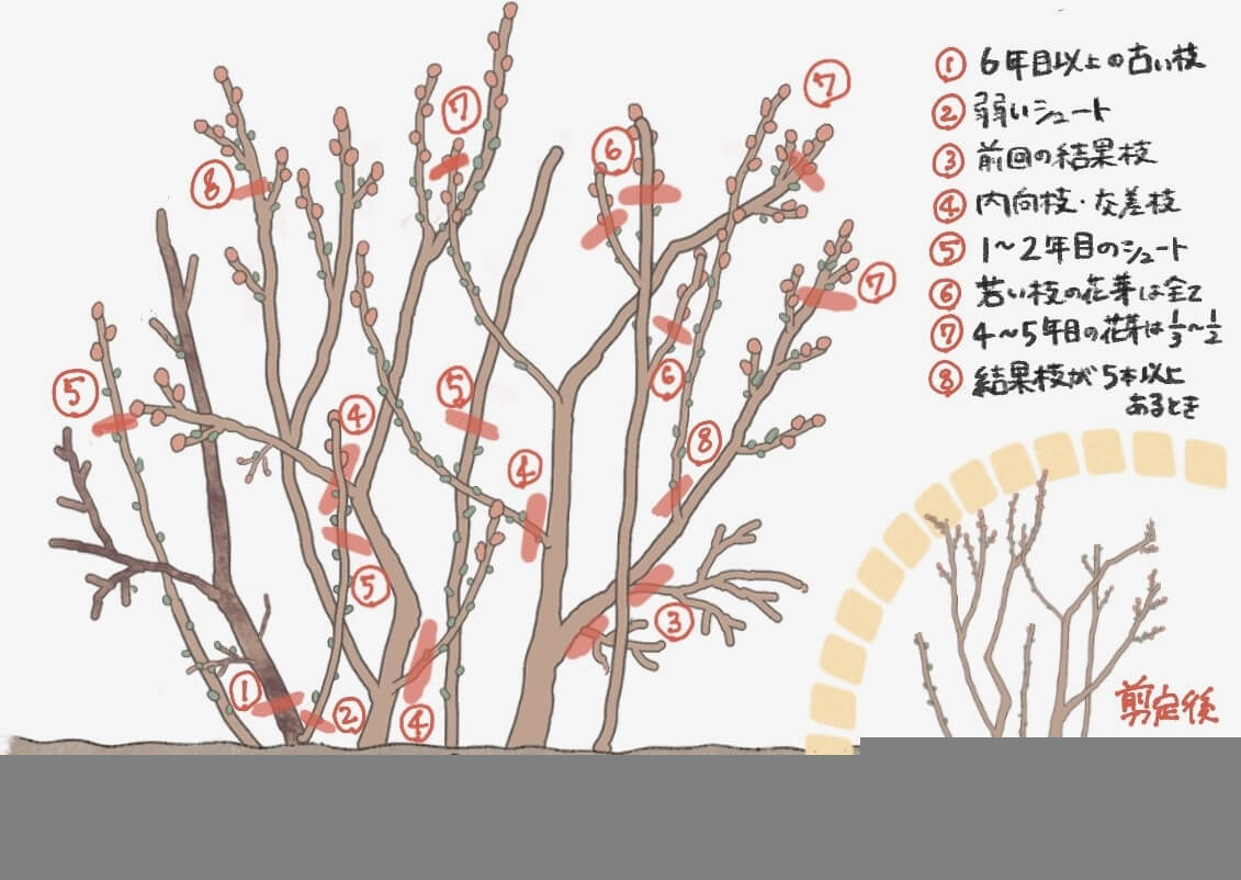 ブルーベリーの剪定 図でわかる冬剪定 夏剪定のやり方 地植え 鉢植えの樹形づくり Greensnap グリーンスナップ