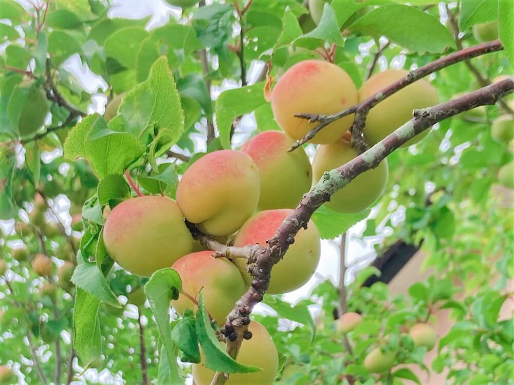 梅の実