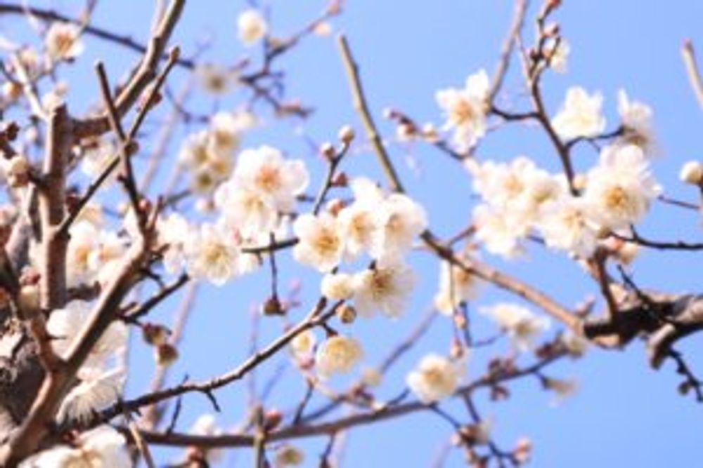 白い梅の花