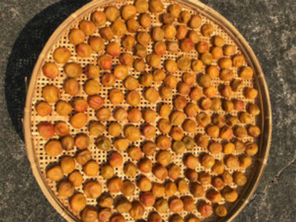 完熟梅　梅干し