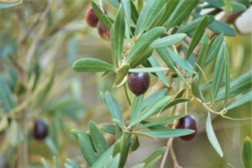 オリーブの収穫時期 実がならない原因は 食べ方 効果 栄養は Greensnap グリーンスナップ