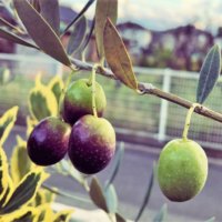 オリーブの実の収穫時期や食べ方、効果・効能は？の画像