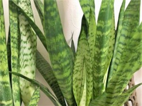 サンスベリアがしわしわになる原因は 枯れたら復活できる Greensnap グリーンスナップ