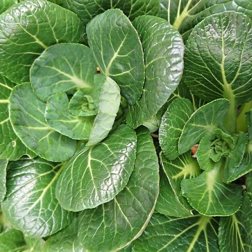 小松菜 コマツナ の水耕栽培 ペットボトルやスポンジでのやり方は Greensnap グリーンスナップ