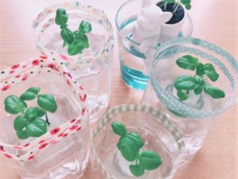 水耕栽培 ペットボトル　4つ